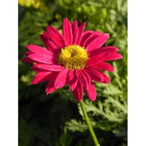 złocień różowy (Chrysanthemum coccineum) Robinson Red- Świat bylin - sklep internetowy