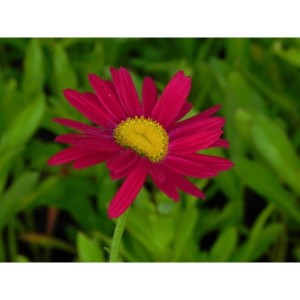 złocień różowy (Chrysanthemum coccineum) Robinson Red- Świat bylin - sklep internetowy