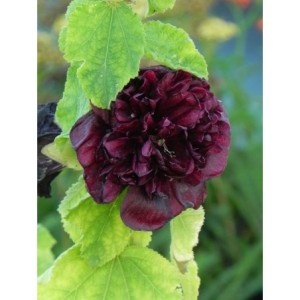 malwa różowa (Alcea rosea) Chaters Double Purple- Świat bylin - sklep internetowy