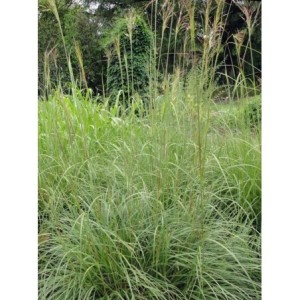 złotobród dziwny (Chrysopogon gryllus) - Świat bylin - sklep internetowy