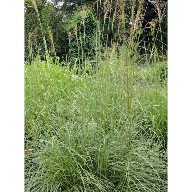 złotobród dziwny (Chrysopogon gryllus) - Świat bylin - sklep internetowy