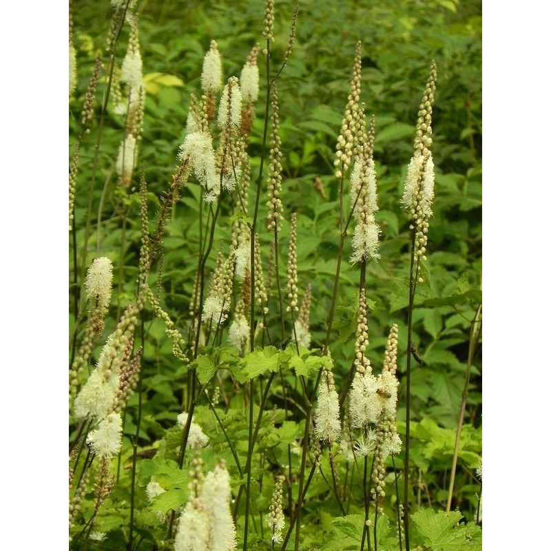 pluskwica sercolistna (Cimicifuga racemosa) var. Cordifolia- Świat bylin - sklep internetowy