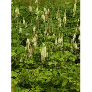 pluskwica sercolistna (Cimicifuga racemosa) var. Cordifolia- Świat bylin - sklep internetowy