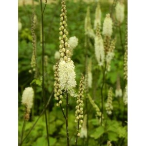 pluskwica sercolistna (Cimicifuga racemosa) var. Cordifolia- Świat bylin - sklep internetowy