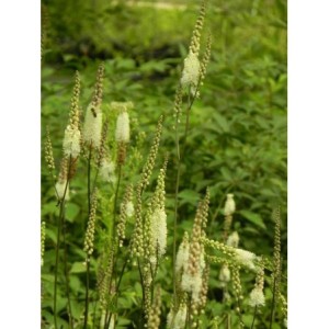 pluskwica sercolistna (Cimicifuga racemosa) var. Cordifolia- Świat bylin - sklep internetowy