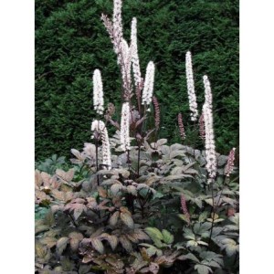pluskwica gałęziasta (Cimicifuga ramosa) Atropurpurea- Świat bylin - sklep internetowy