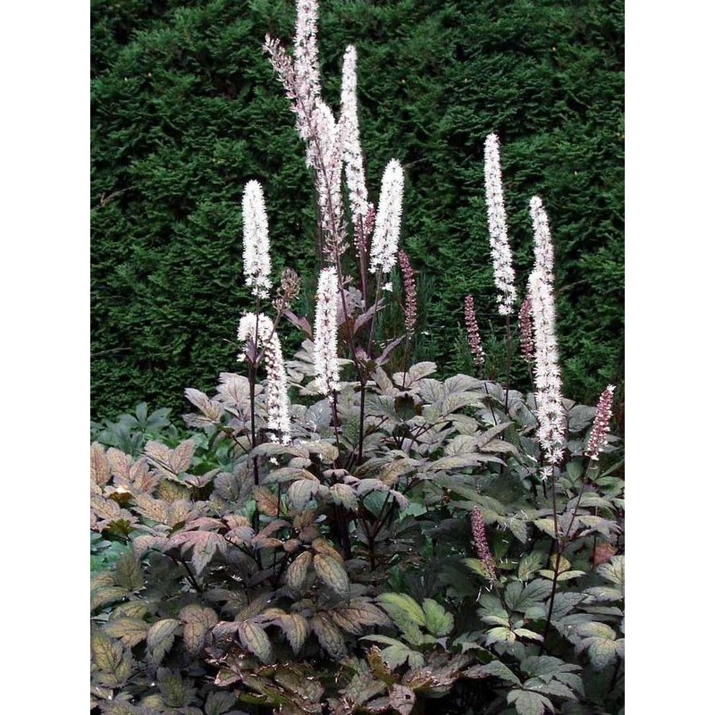 pluskwica gałęziasta (Cimicifuga ramosa) Atropurpurea- Świat bylin - sklep internetowy