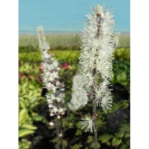 pluskwica gałęziasta (Cimicifuga ramosa) Atropurpurea- Świat bylin - sklep internetowy