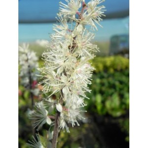 pluskwica gałęziasta (Cimicifuga ramosa) Atropurpurea- Świat bylin - sklep internetowy