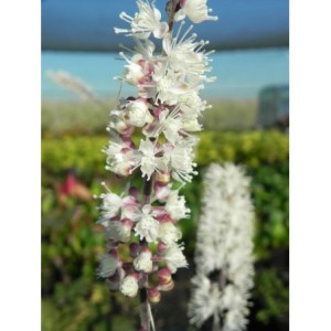 pluskwica gałęziasta (Cimicifuga ramosa) Atropurpurea- Świat bylin - sklep internetowy