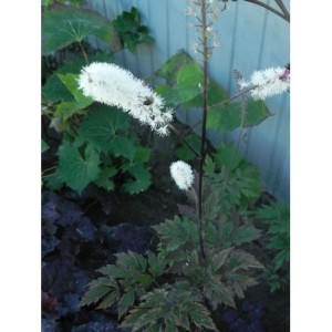 pluskwica gałęziasta (Cimicifuga ramosa) Atropurpurea- Świat bylin - sklep internetowy