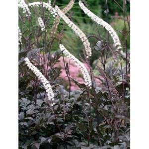 pluskwica gałęziasta (Cimicifuga ramosa) Brunette- Świat bylin - sklep internetowy