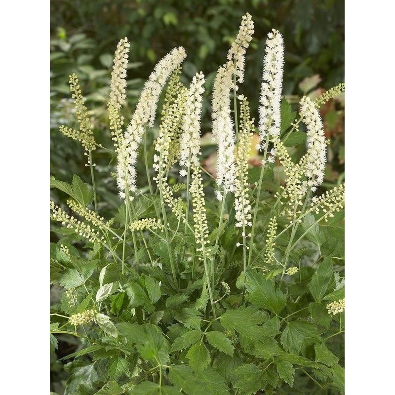 pluskwica prosta (Cimicifuga simplex) White Pearl- Świat bylin - sklep internetowy