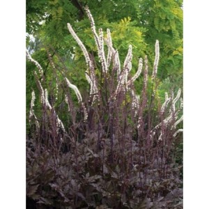 pluskwica (Cimicifuga x) Pink Spike- Świat bylin - sklep internetowy