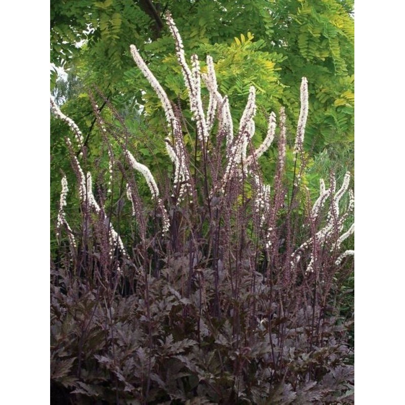 pluskwica (Cimicifuga x) Pink Spike- Świat bylin - sklep internetowy