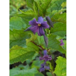 powojnik barszczolistny (Clematis heracleifolia) - Świat bylin - sklep internetowy