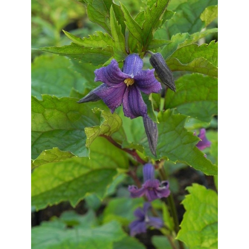 powojnik barszczolistny (Clematis heracleifolia) - Świat bylin - sklep internetowy