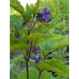 powojnik barszczolistny (Clematis heracleifolia) - Świat bylin - sklep internetowy