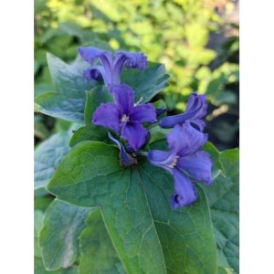 powojnik barszczolistny (Clematis heracleifolia) - Świat bylin - sklep internetowy