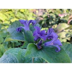 powojnik barszczolistny (Clematis heracleifolia) - Świat bylin - sklep internetowy