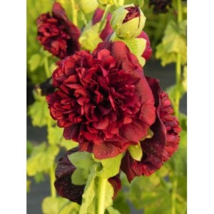 malwa różowa (Alcea rosea) Chaters Double Purple- Świat bylin - sklep internetowy