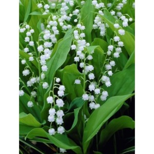 konwalia majowa (Convallaria majalis) - Świat bylin - sklep internetowy