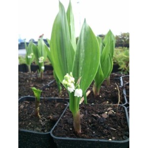 konwalia majowa (Convallaria majalis) - Świat bylin - sklep internetowy