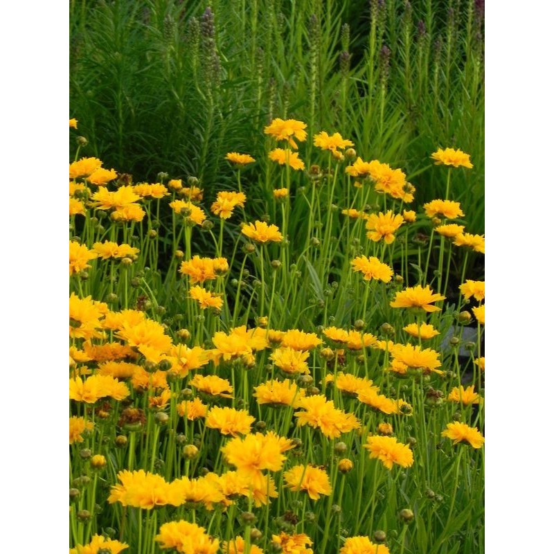 nachyłek wielkokwiatowy (Coreopsis grandiflora) Early Sunrise Yellow Double- Świat bylin - sklep internetowy