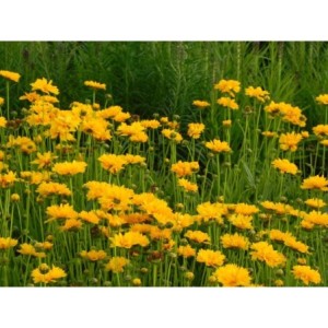 nachyłek wielkokwiatowy (Coreopsis grandiflora) Early Sunrise Yellow Double- Świat bylin - sklep internetowy