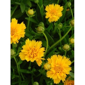 nachyłek wielkokwiatowy (Coreopsis grandiflora) Early Sunrise Yellow Double- Świat bylin - sklep internetowy
