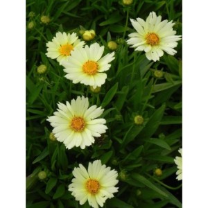 nachyłek wielkokwiatowy (Coreopsis grandiflora) UpTick Cream- Świat bylin - sklep internetowy