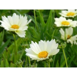 nachyłek wielkokwiatowy (Coreopsis grandiflora) UpTick Cream- Świat bylin - sklep internetowy