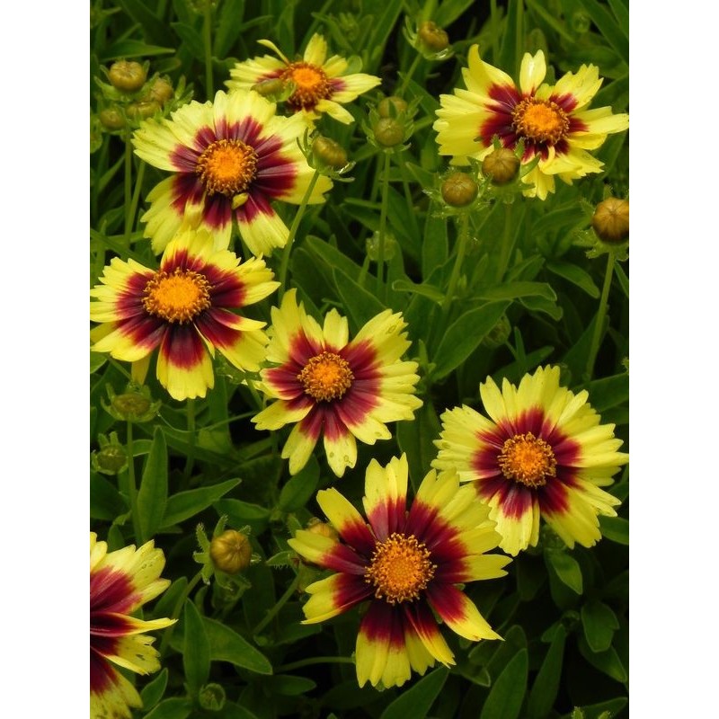 nachyłek wielkokwiatowy (Coreopsis grandiflora) UpTick Yellow & Red- Świat bylin - sklep internetowy