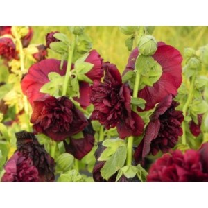 malwa różowa (Alcea rosea) Chaters Double Purple- Świat bylin - sklep internetowy