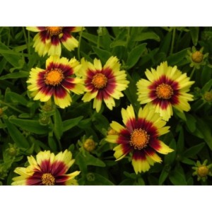 nachyłek wielkokwiatowy (Coreopsis grandiflora) UpTick Yellow & Red- Świat bylin - sklep internetowy