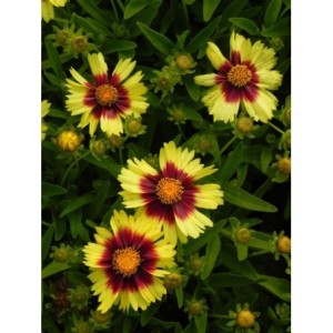 nachyłek wielkokwiatowy (Coreopsis grandiflora) UpTick Yellow & Red- Świat bylin - sklep internetowy