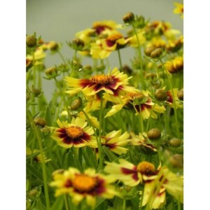 nachyłek wielkokwiatowy (Coreopsis grandiflora) UpTick Yellow & Red- Świat bylin - sklep internetowy