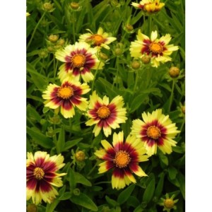 nachyłek wielkokwiatowy (Coreopsis grandiflora) UpTick Yellow & Red- Świat bylin - sklep internetowy