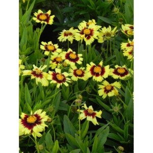 nachyłek wielkokwiatowy (Coreopsis grandiflora) UpTick Yellow & Red- Świat bylin - sklep internetowy