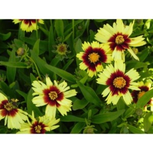 nachyłek wielkokwiatowy (Coreopsis grandiflora) UpTick Yellow & Red- Świat bylin - sklep internetowy