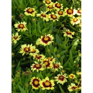 nachyłek wielkokwiatowy (Coreopsis grandiflora) UpTick Yellow & Red- Świat bylin - sklep internetowy