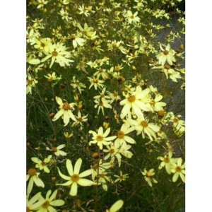 nachyłek okółkowy (Coreopsis verticillata) Moonbeam- Świat bylin - sklep internetowy