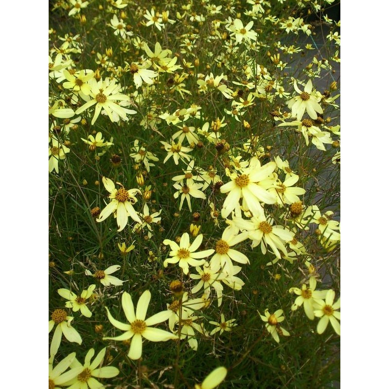 nachyłek okółkowy (Coreopsis verticillata) Moonbeam- Świat bylin - sklep internetowy