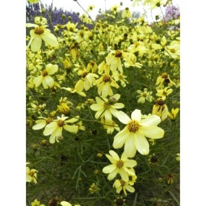 nachyłek okółkowy (Coreopsis verticillata) Moonbeam- Świat bylin - sklep internetowy