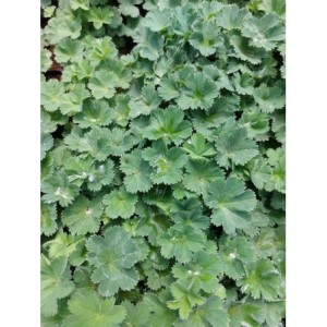 przywrotnik czerwonostopy (Alchemilla erythropoda) Alma- Świat bylin - sklep internetowy