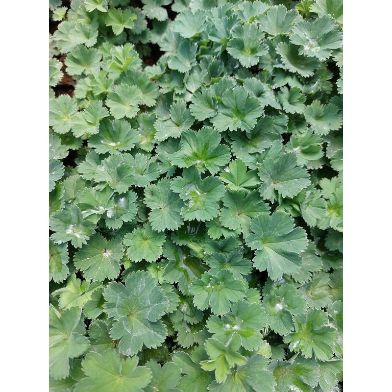 przywrotnik czerwonostopy (Alchemilla erythropoda) Alma- Świat bylin - sklep internetowy
