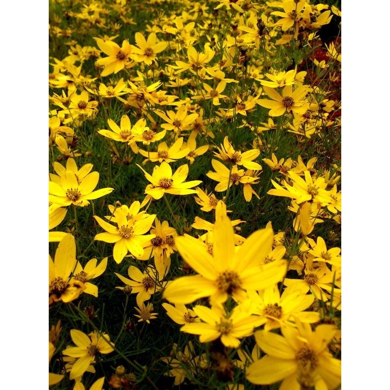 nachyłek okółkowy (Coreopsis verticillata) Zagreb- Świat bylin - sklep internetowy