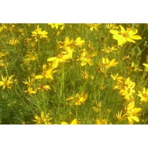 nachyłek okółkowy (Coreopsis verticillata) Zagreb- Świat bylin - sklep internetowy