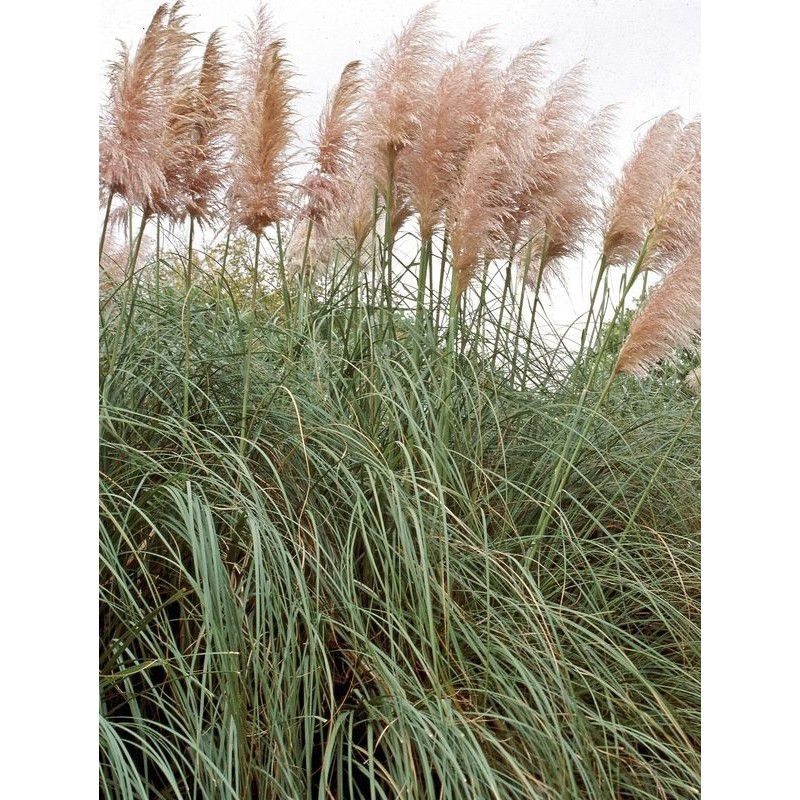 trawa pampasowa (Cortaderia selloana) Rose Plume- Świat bylin - sklep internetowy