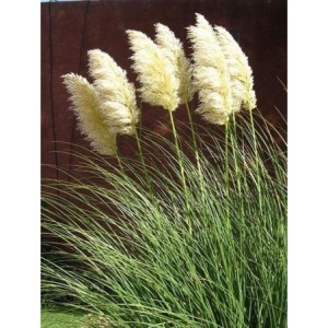 trawa pampasowa (Cortaderia selloana) White Plume- Świat bylin - sklep internetowy